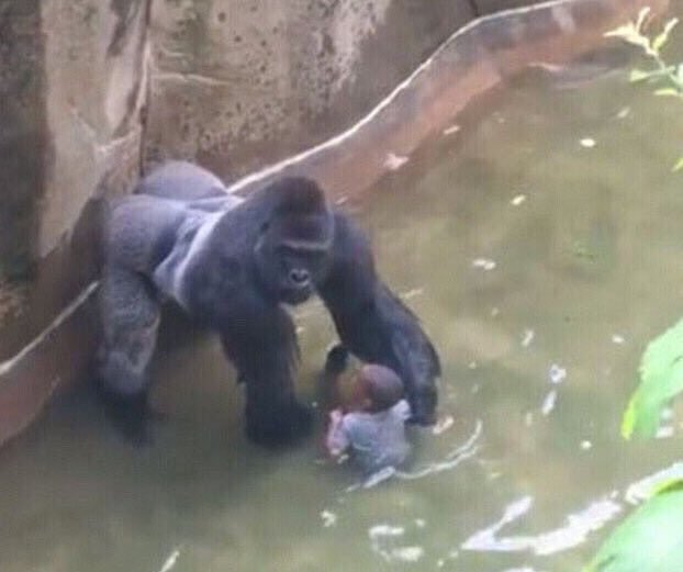 Harambe